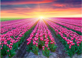 Obraz na szkle - pole tulipanów ze słońcem (70x50 cm)