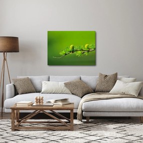 Obraz zielonej szyszki (70x50 cm)