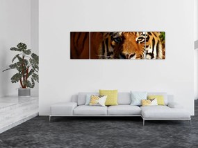Obraz tygrysa (170x50 cm)