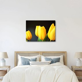 Obraz tulipanów (70x50 cm)