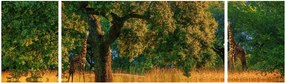 Obraz żyraf w naturze (170x50 cm)
