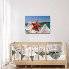 Obraz na szkle - rozgwiazda (70x50 cm)