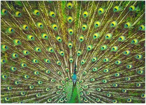 Obraz - Paw (70x50 cm)