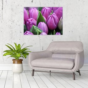 Obraz - kwiaty tulipanów (70x50 cm)