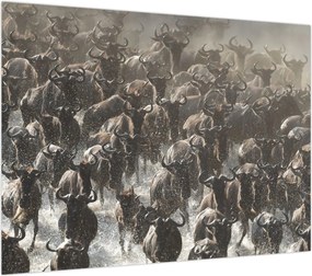 Obraz - Stado antylop gnu (70x50 cm)