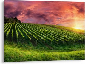 Obraz winnicy z kolorowym niebem (70x50 cm)