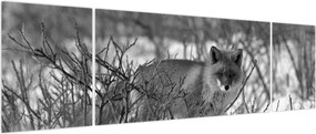 Obraz - Lis w zimie (170x50 cm)