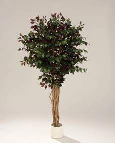 Drzewko dekoracyjne Burgundy w doniczce 210 cm