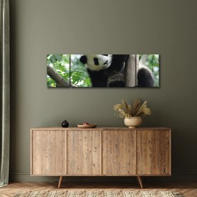 Obraz - Panda na drzewie (170x50 cm)