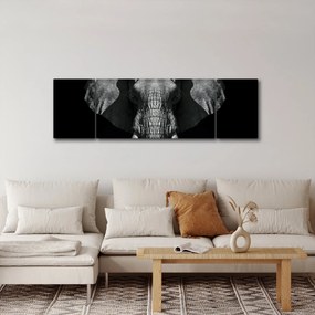 Obraz - Słoń na czarnym tle (170x50 cm)