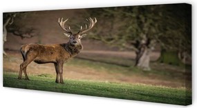 Obraz canvas na ścianę Samotny Jeleń na Polu