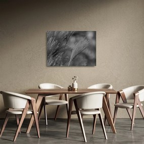 Obraz na szkle - Suszona trawa pampasowa (70x50 cm)