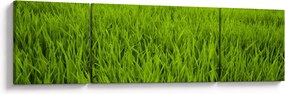 Obraz trawy (170x50 cm)