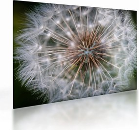 Obraz na szkle - dmuchawiec (70x50 cm)