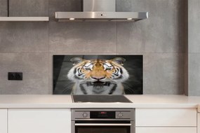 Panel szklany do Kuchni Tygrys Bengalski w Naturze