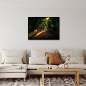 Obraz leśnej ścieżki (70x50 cm)