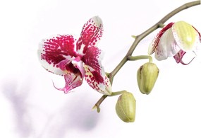 Obraz na szkle kwiatu orchidei (70x50 cm)