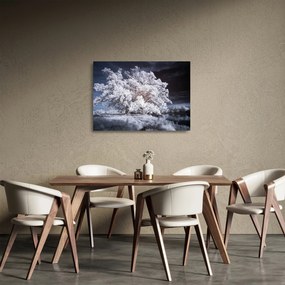 Obraz na szkle - Śnieżnobiałe drzewo (70x50 cm)