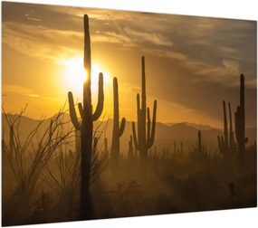 Obraz na szkle - Kaktusy Saguaro (70x50 cm)