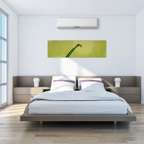 Obraz kropli wody na trawie (170x50 cm)