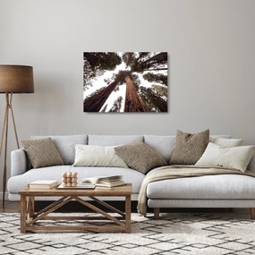 Obraz na szkle - Widok przez korony drzew (70x50 cm)