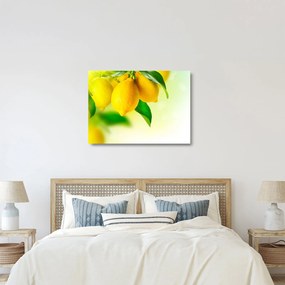Obraz na szkle cytryn (70x50 cm)