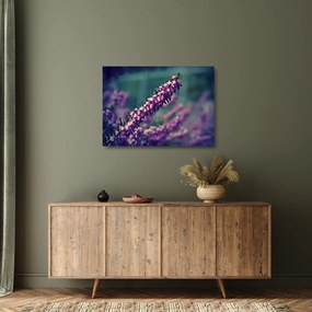 Obraz na szkle - fioletowy kwiat (70x50 cm)