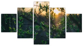 Obraz słońca przeświecającego przez gałęzie drzew (125x70 cm)