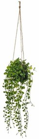 Sztuczny kwiat w doniczce Peperomia, wiszący, Ø 18 x 62 cm