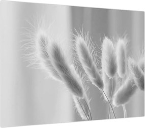 Obraz - Trawa z króliczym ogonkiem (70x50 cm)