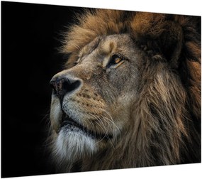 Obraz - Majestatyczny lew (70x50 cm)