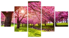 Obraz kwitnących czereśni, Hurd Park, Dover, New Jersey (125x70 cm)