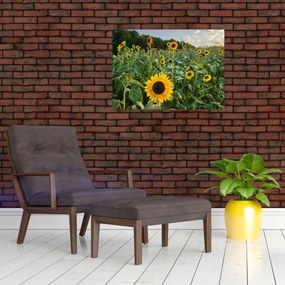Obraz na szkle - Sunflower Field II. (70x50 cm)