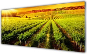 Szkło do Kuchni na Ścianę Złociste Pole o Poranku