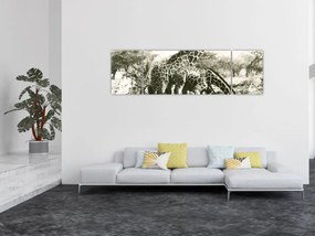 Obraz - Żyrafy, vintage (170x50 cm)
