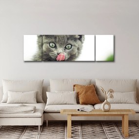 Obraz oblizującego się kotka (170x50 cm)