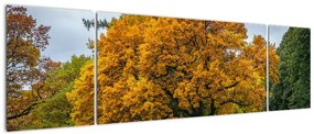 Obraz drzewa (170x50 cm)