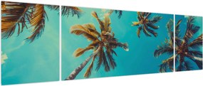 Obraz - Wysokie palmy (170x50 cm)