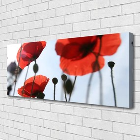 Obraz na płótnie Polne Maki w Rozkwicie