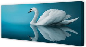 Obraz canvas na ścianę Łabędź na Tafli Wody