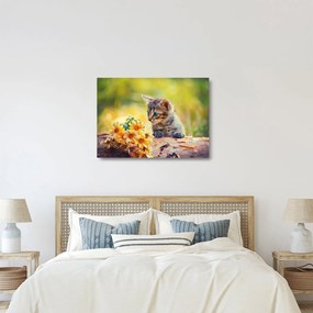 Obraz na szkle - kotek patrzący na kwiat (70x50 cm)