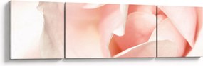 Obraz - Róża (170x50 cm)
