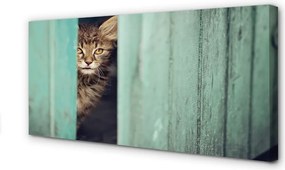 Zdjęcie na płótnie Ciekawski Kot Zaglądający