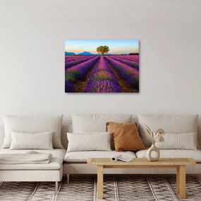 Obraz - Pole lawendy (70x50 cm)