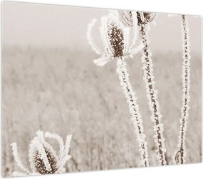 Obraz na szkle - Oset w zimie (70x50 cm)