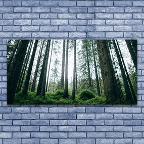 Obraz canvas na ścianę Promienie Słońca w Lesie