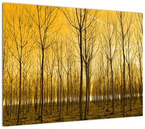 Obraz - Plantacja drzew (70x50 cm)