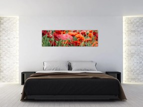 Obraz pola maków (170x50 cm)