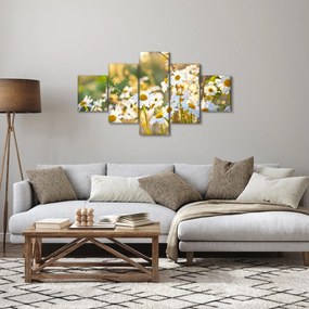 Obraz - Stokrotki (125x70 cm)