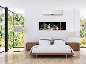 Obraz - Tygrysi Bracia (170x50 cm)